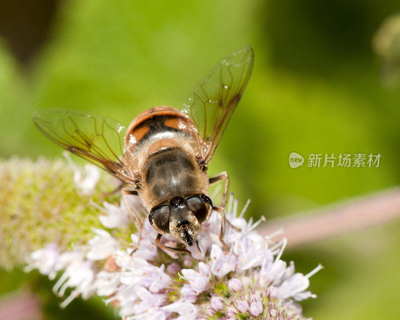 大型昆虫美国悬停蝇(metasyphus americanus)为薄荷花授粉